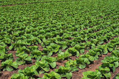 Nisan ayında İspanya 'nın Endülüs şehrinde verimli topraklar ve sıra sıra yetişen yeşil marul salatasıyla tarım arazileri