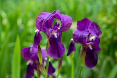 Çiçek açan büyük mor zambak çiçeği, Fransa 'nın Provence şehrinde bahar mevsimi