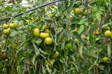 Büyük kırmızı salata domatesli plastik sera sebzeler, Costa del Sol, Endülüs, İspanya 'da çevre dostu tarım