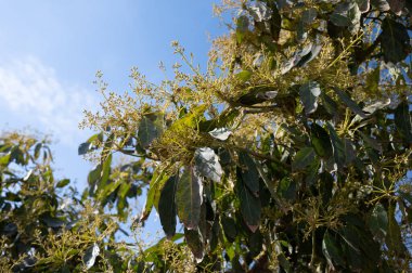 Nisan ayında, Kosta Tropikal, Endülüs, İspanya 'daki fidanlıklarda yemyeşil avokado ağaçlarının mevsimlik çiçekleri