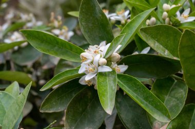 Aromatik beyaz portakal ağacı çiçeklerinin bahar çiçekleri kapanıyor