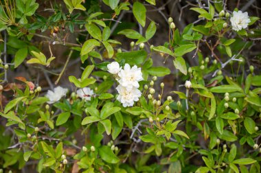 Bahçedeki eski taş duvarda tırmanan küçük beyaz çiçekli bir gül var.