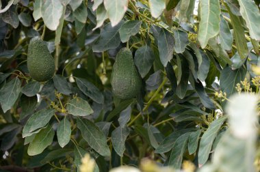 Costa del Sol, Endülüs, İspanya 'daki fidanlıklarda mevsimlik yemyeşil avokado ağaçları hasat ediliyor.