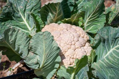 Açık havasız, organik, çevre dostu bahçeler, beyaz karnabahar, sebze hasadına hazır.