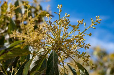 Nisan ayında, Kosta Tropikal, Endülüs, İspanya 'daki fidanlıklarda yemyeşil avokado ağaçlarının mevsimlik çiçekleri