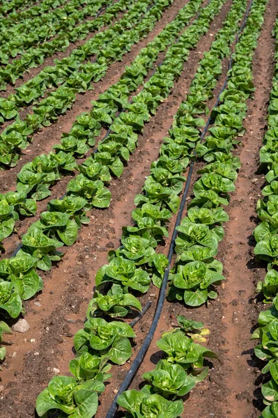 Farm fields with fertile soils and rows of growing  green lettuce salad in Andalusia, Spain in April