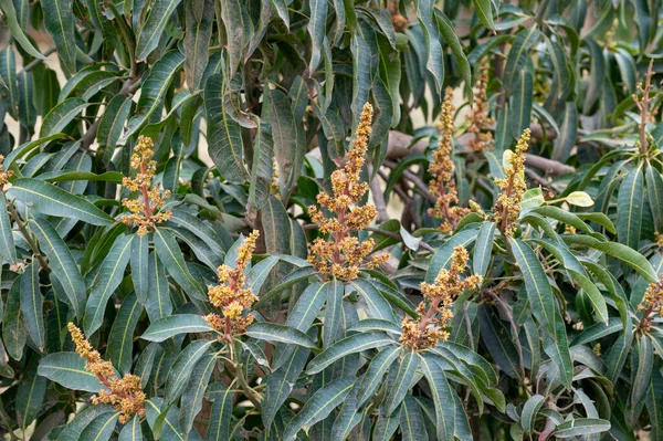 Säsongsblommor Vintergröna Mangofruktträd Plantager Costa Tropical Andalusien Spanien Närbild — Stockfoto