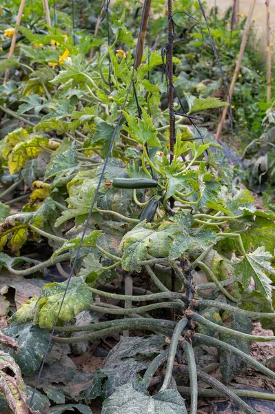 Plantación Aire Libre Vegetales Calabacín Verde Listos Para Cosechar Agricultura — Foto de Stock