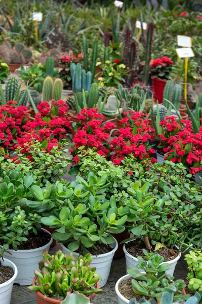 Nombreuses Plantes Jardin Tropicales Exotiques Des Fleurs Colorées Vendre Dans — Photo