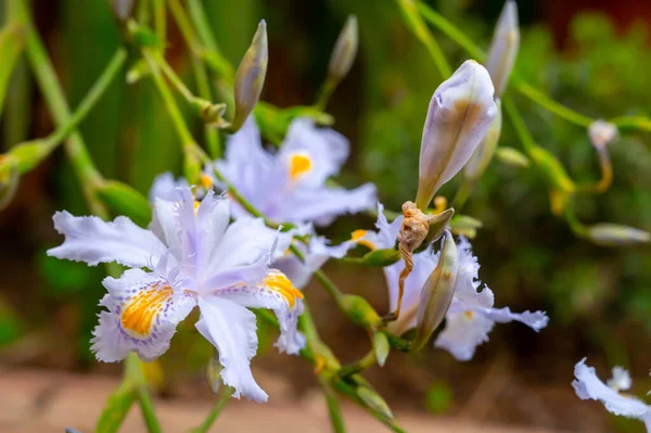 Fleurs Bleues Blanches Iris Japonica Floraison Plante Sauvage Dans Jardin — Photo