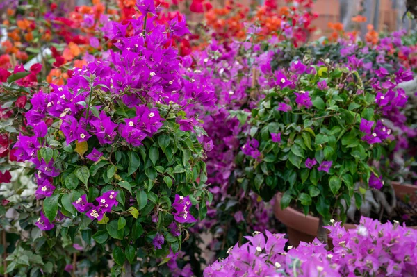 Wiele Różnych Tropikalnych Egzotycznych Roślin Ogrodowych Kolorowe Kwiaty Bougainvillea Sprzedaż — Zdjęcie stockowe