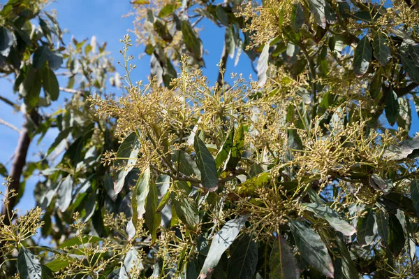 4月の常緑アボカドの木の季節の花 スペイン アンダルシア州コスタ トロピカルのプランテーションで — ストック写真