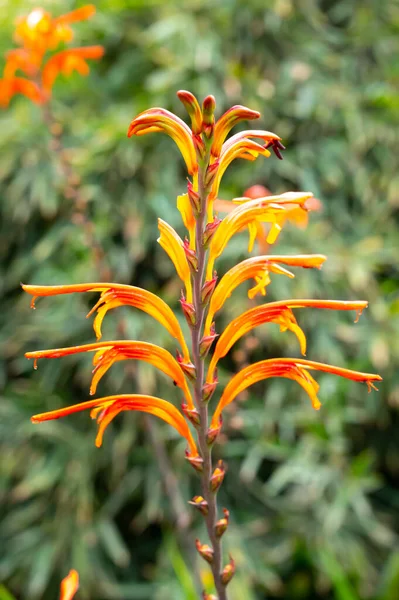 Апельсиновые Цветы Chasmanthe Aethiopica Тропические Цветы Растущие Ботаническом Саду Закрыть — стоковое фото
