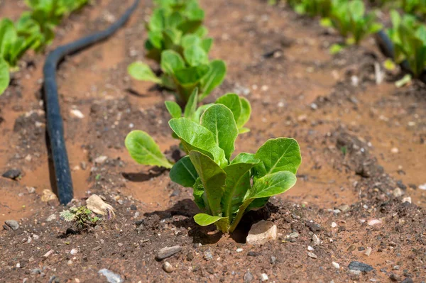 Farm fields with fertile soils and rows of growing  green lettuce salad in Andalusia, Spain in April