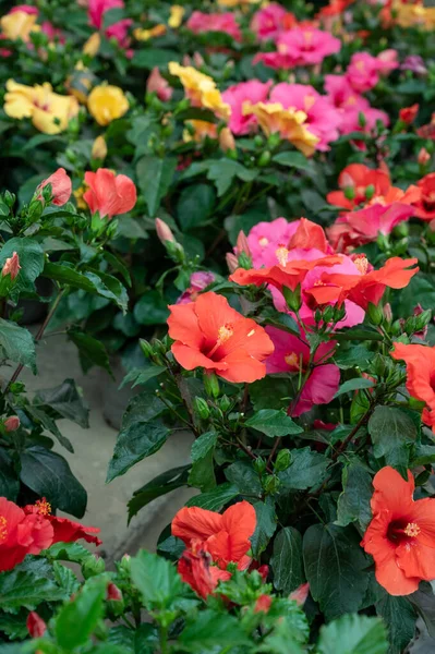 Nombreuses Plantes Jardin Tropicales Exotiques Fleurs Colorées Hibiscus Vendre Dans — Photo