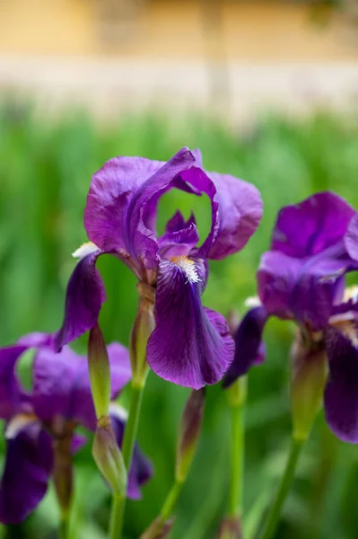 Grande Flor Íris Lilás Roxo Flor Primavera Provence França — Fotografia de Stock