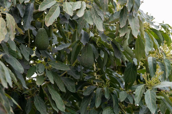 スペインアンダルシア州コスタ ソルのプランテーションで常緑アボカドの木の収穫と季節の花 — ストック写真