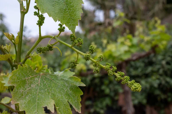 Young Cluster Grapes Blossom Old Grape Vine Vineyard — Stock Photo, Image