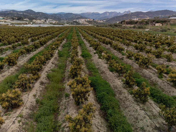 Aerial view on rows of evergreen avocado trees on plantations in Costa Tropical, Andalusia, Spain. Cultivation of avocado fruits in Spain.