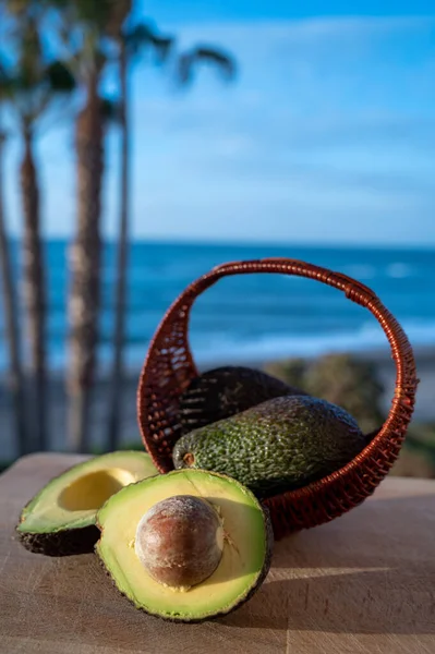 Cultivation of hass avocado fruits in Europe, new harvest of avocado in Malaga region, Andalusia, Spain and beach, palm trees and sea on background