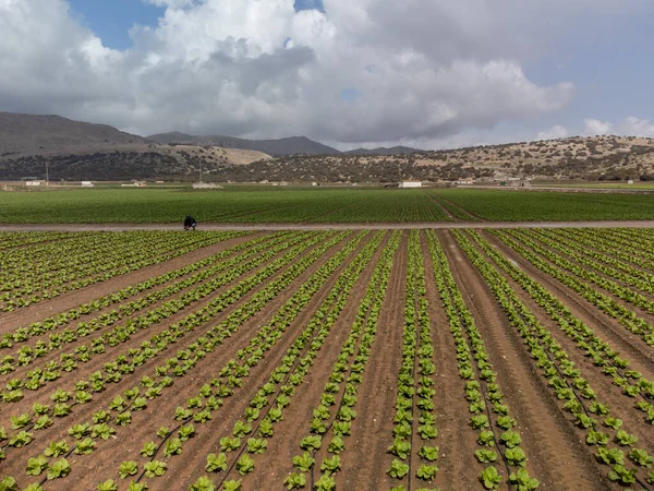 Farm fields with fertile soils and rows of growing  green lettuce salad in Andalusia, Spain in April