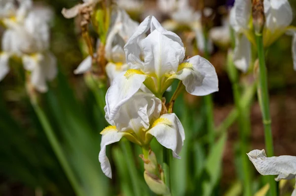 Grande Fleur Iris Blanc Fleur Printemps Provence France — Photo