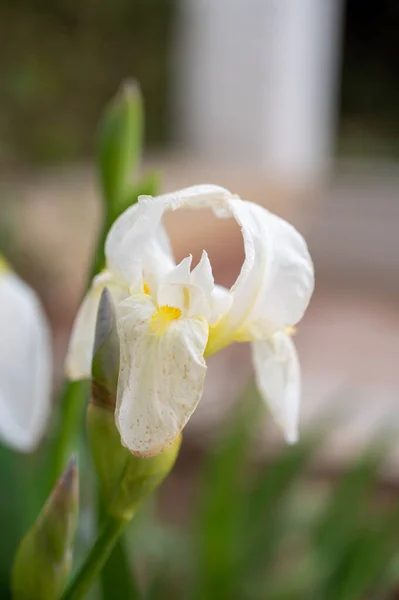 Grande Fleur Iris Blanc Fleur Printemps Provence France — Photo