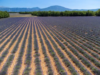 Aerial view on Plateau of Valensole with rows of blossoming purple lavender, wheat grain fiels and green trees, Provence, France in summer