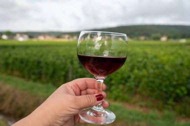 Fransa 'nın Beaujolais bölgesinin güneyinde sarı taştan evler bulunan Pierres Dores bölgesindeki şarap imalatçısının kırmızı şarabını tatmak.