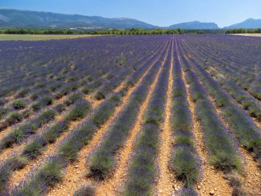 Yaz aylarında çiçek açan mor lavanta, buğday tarlaları ve yeşil ağaçlarla Valensole Platosu 'ndaki hava manzarası.