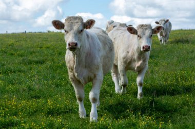 Fransa, Normandiya 'da yeşil otlakta dinlenen inek sürüsü, süt, peynir ve et üretimi