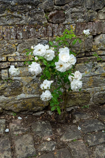 法国诺曼底Gerberoy村狭窄的街道上盛开着芬芳艳丽的玫瑰 — 图库照片