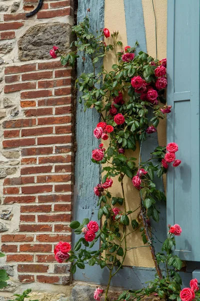 Floraison Estivale Roses Parfumées Colorées Dans Les Rues Étroites Petit — Photo