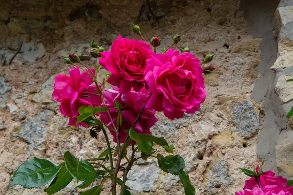 Zomer Bloesem Van Geurige Kleurrijke Rozen Bloemen Smalle Straatjes Van — Stockfoto