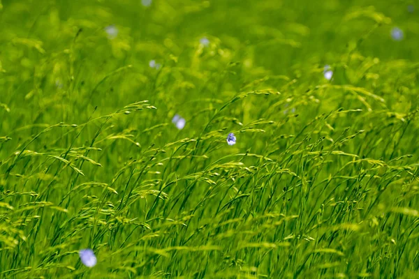 Green Fields Flax Linen Plants Agricultural Pays Caux Region Normandy — Stock Photo, Image