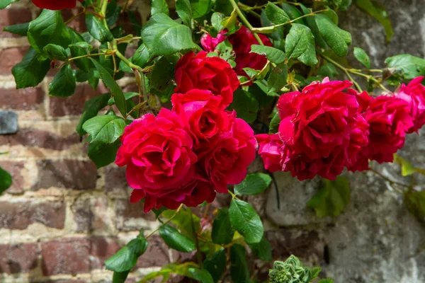 Sommar Blomma Doftande Färgglada Rosor Blommor Smala Gator Liten Gerberoy — Stockfoto