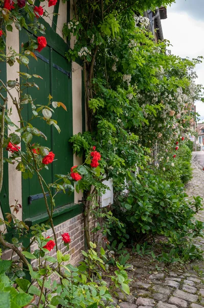 Flor Verano Flores Fragantes Rosas Colores Las Calles Estrechas Pequeña — Foto de Stock