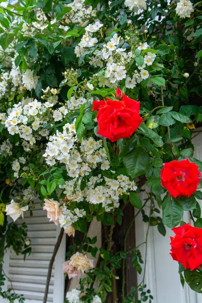 Zomer Bloesem Van Geurige Kleurrijke Rozen Bloemen Smalle Straatjes Van — Stockfoto