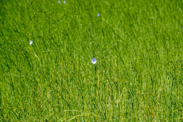 Green fields of flax linen plants in agricultural Pays de Caux region, Normandy, France