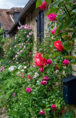 Fransa 'nın küçük bir köyü olan Gerberoy' un dar sokaklarında kokulu güllerin yaz çiçekleri.