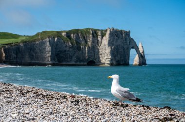 Tebeşir kayalıkları, Atlantik okyanusu ve Fransa 'nın Normandiya eyaletindeki Porte d' Aval kemerindeki panoramik manzara. Turistler için tatil yeri.