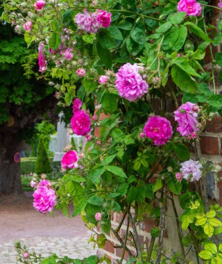 Fransa 'nın küçük bir köyü olan Gerberoy' un dar sokaklarında kokulu güllerin yaz çiçekleri.