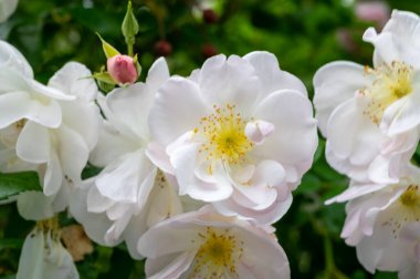 Fransa 'nın küçük bir köyü olan Gerberoy' un dar sokaklarında kokulu güllerin yaz çiçekleri.