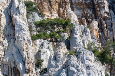 Calanques Ulusal Parkı, Provence, Fransa 'da Akdeniz çam ağaçları beyaz kireçtaşı kayalar ve uçurumlar üzerinde büyüyor