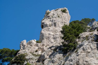 Calanques Ulusal Parkı, Provence, Fransa 'da Akdeniz çam ağaçları beyaz kireçtaşı kayalar ve uçurumlar üzerinde büyüyor