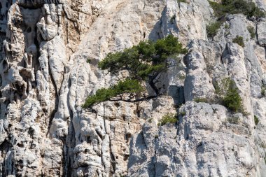 Calanques Ulusal Parkı, Provence, Fransa 'da Akdeniz çam ağaçları beyaz kireçtaşı kayalar ve uçurumlar üzerinde büyüyor