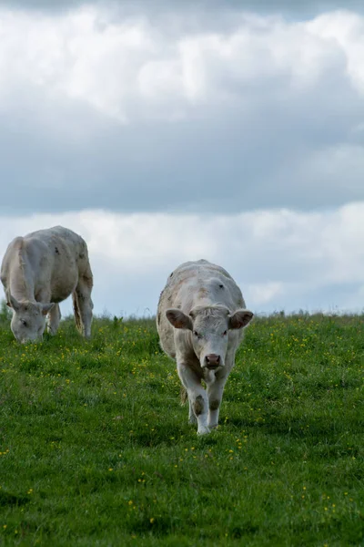 Herd Cows Resting Green Grass Pasture Milk Cheese Meat Production — Stock Photo, Image