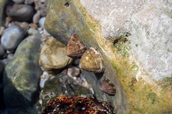 Edible Sea Water Molluscs Patella Caerulea Species Limpet Family Patellidae — стокове фото