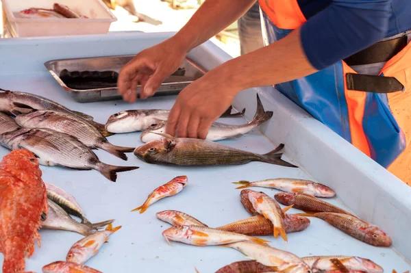 Catch Day Fresh Fish Sale Daily Outdoor Fisherman Market Small — Fotografia de Stock