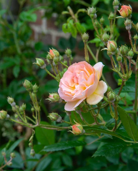 法国诺曼底Gerberoy村狭窄的街道上盛开着芬芳艳丽的玫瑰 — 图库照片